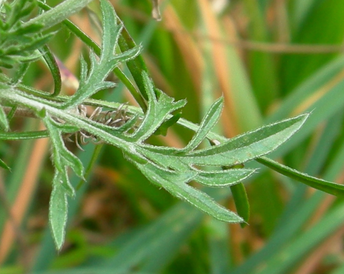 se possibile...da determinare... - Scabiosa sp.